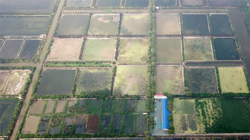 Lago Datong no centro da China atravessa regenera??o ecológica