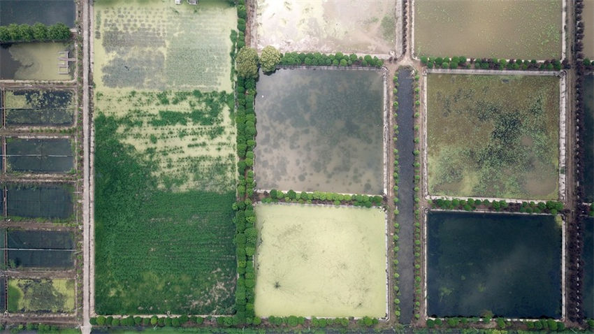 Lago Datong no centro da China atravessa regenera??o ecológica