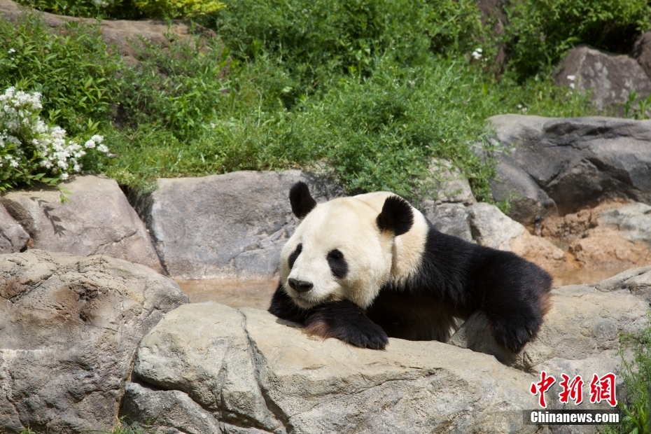 Jap?o: pandas gigantes do Jardim Zoológico de Ueno atraem visitantes