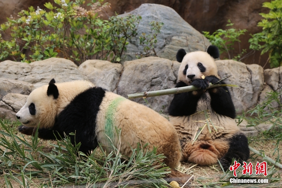 Jap?o: pandas gigantes do Jardim Zoológico de Ueno atraem visitantes