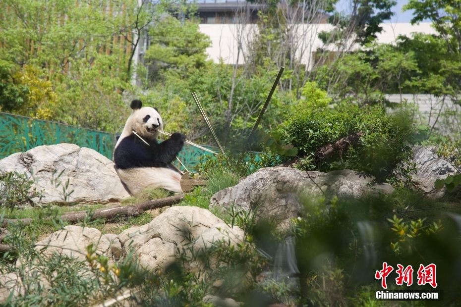 Jap?o: pandas gigantes do Jardim Zoológico de Ueno atraem visitantes