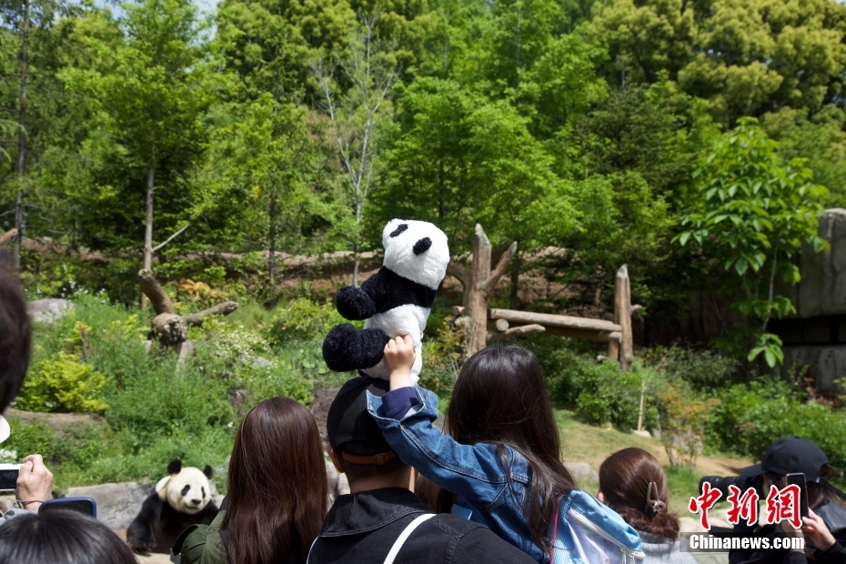 Jap?o: pandas gigantes do Jardim Zoológico de Ueno atraem visitantes