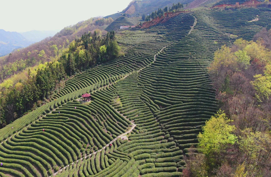 Galeria: jardim de chá impregna fragrancia no noroeste da China