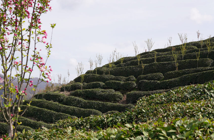 Galeria: jardim de chá impregna fragrancia no noroeste da China