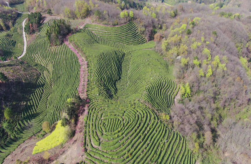Galeria: jardim de chá impregna fragrancia no noroeste da China