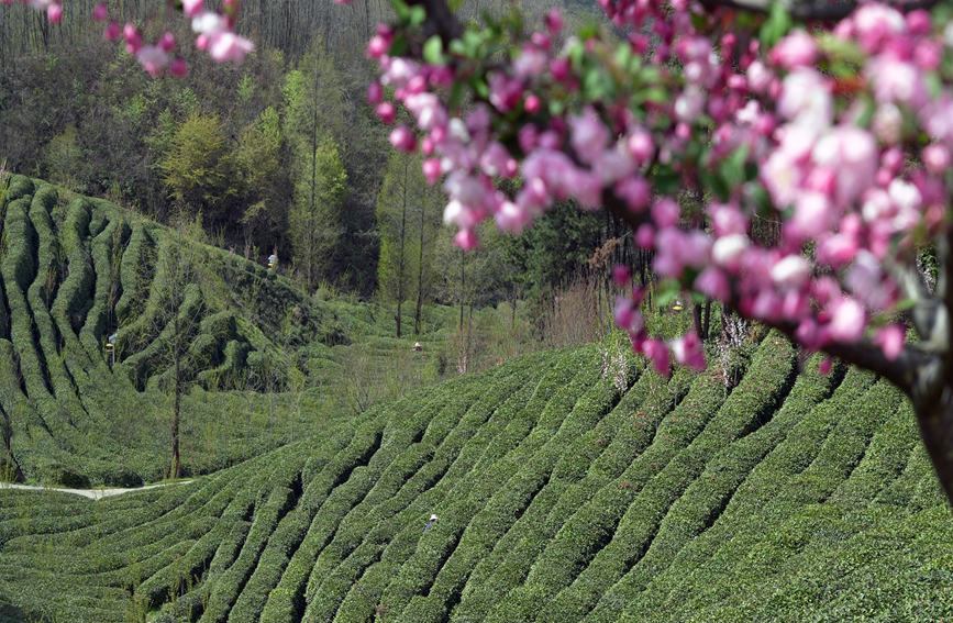 Galeria: jardim de chá impregna fragrancia no noroeste da China
