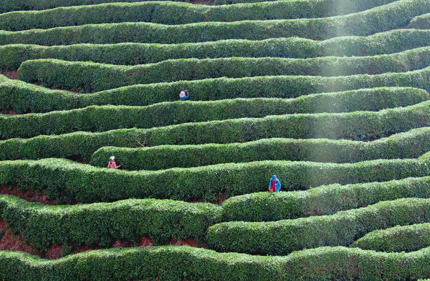 Galeria: jardim de chá impregna fragrancia no noroeste da China