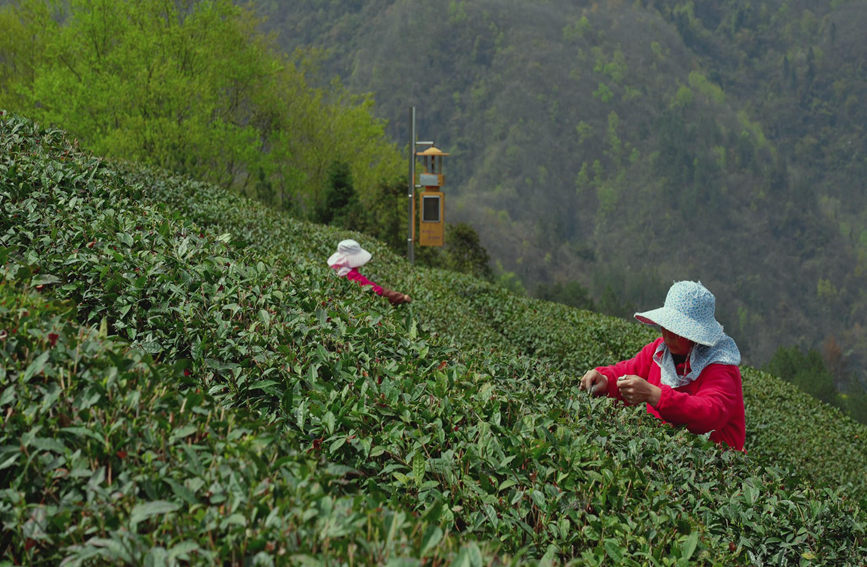 Galeria: jardim de chá impregna fragrancia no noroeste da China