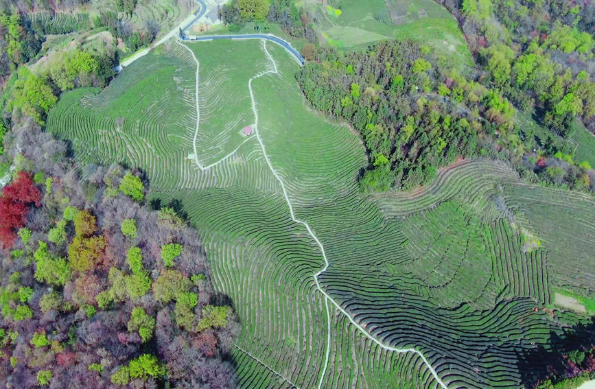 Galeria: jardim de chá impregna fragrancia no noroeste da China