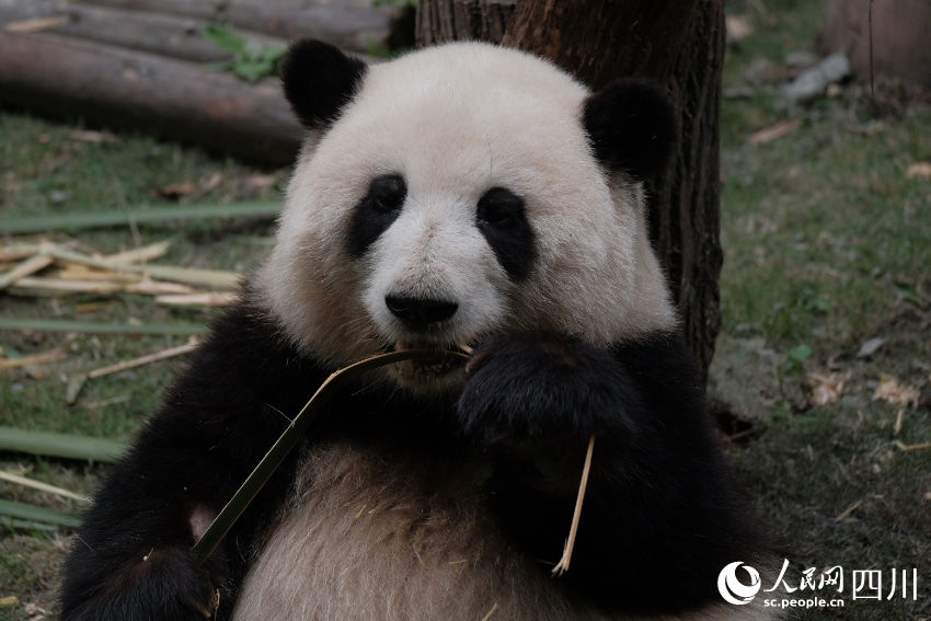 China: excurs?es temáticas sobre pandas tornam-se popular no feriado de Primeiro de Maio