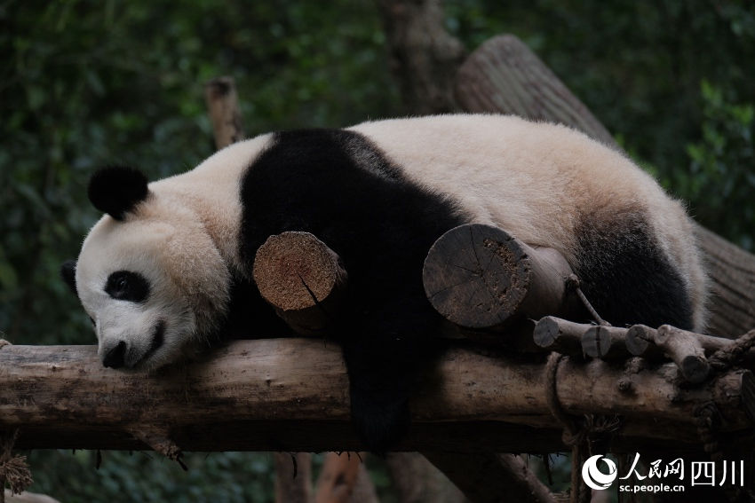 China: excurs?es temáticas sobre pandas tornam-se popular no feriado de Primeiro de Maio