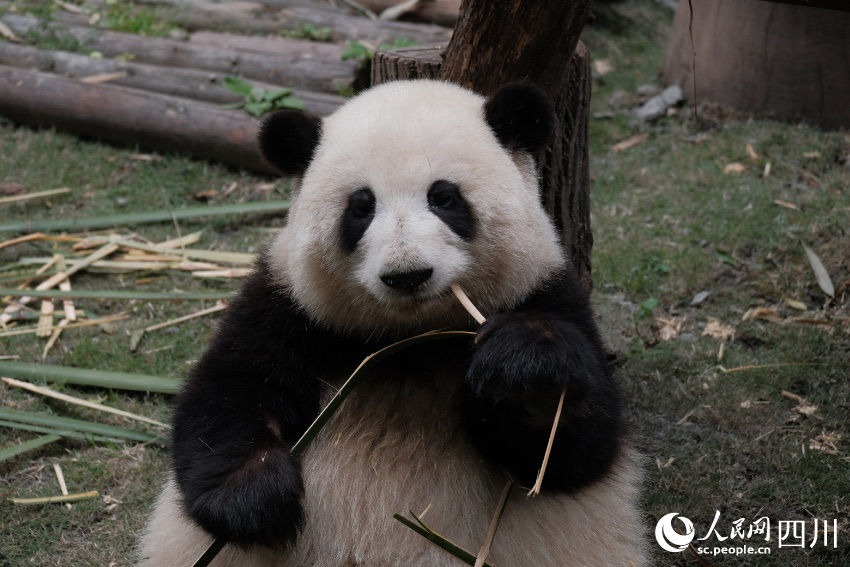 China: excurs?es temáticas sobre pandas tornam-se popular no feriado de Primeiro de Maio