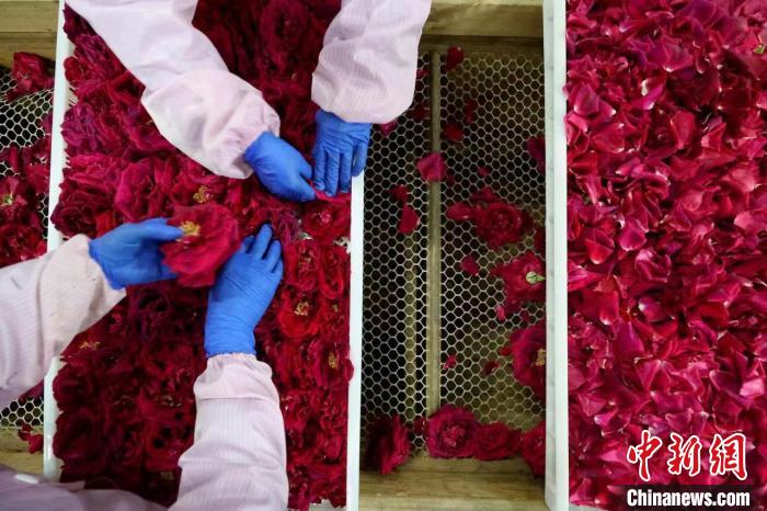 Economia da floricultura promove revitaliza??o rural no leste da China
