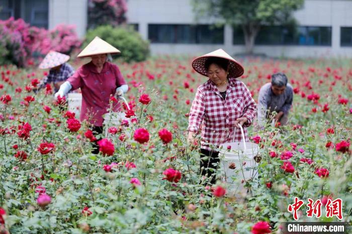 Economia da floricultura promove revitaliza??o rural no leste da China