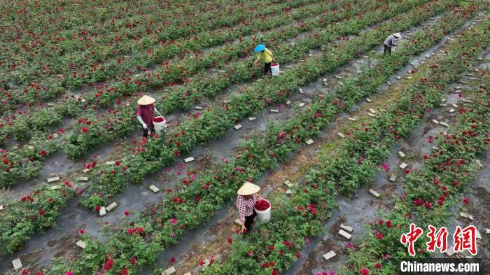 Economia da floricultura promove revitaliza??o rural no leste da China
