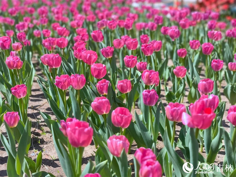 Mais de 4 milh?es de tulipas florescem no nordeste da China