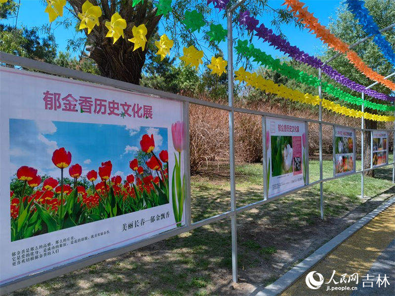 Mais de 4 milh?es de tulipas florescem no nordeste da China