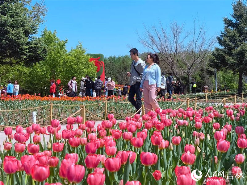 Mais de 4 milh?es de tulipas florescem no nordeste da China