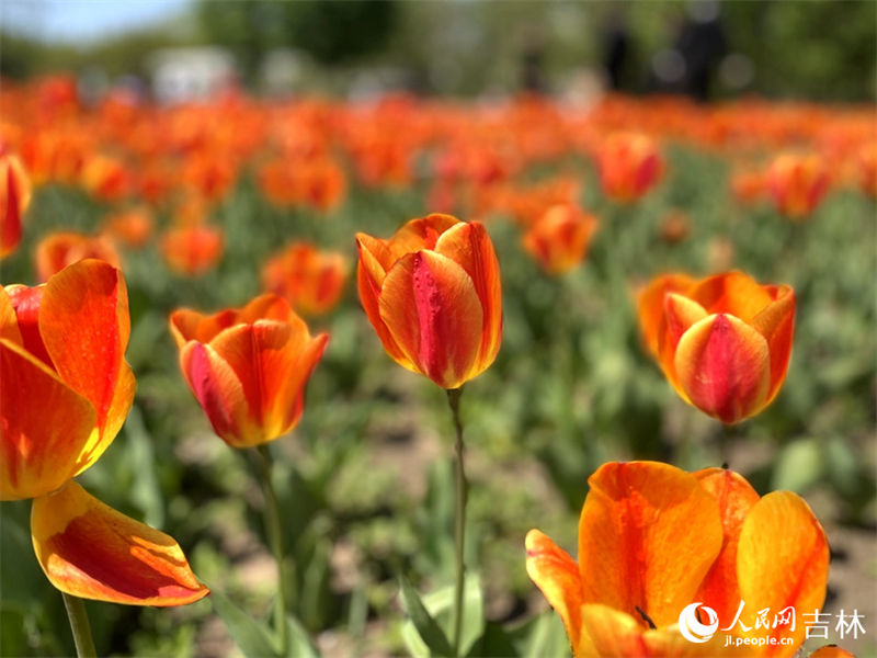 Mais de 4 milh?es de tulipas florescem no nordeste da China