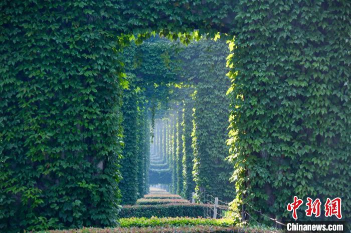 Galeria: paisagem verde sob viaduto atrai cidad?os no sudoeste da China