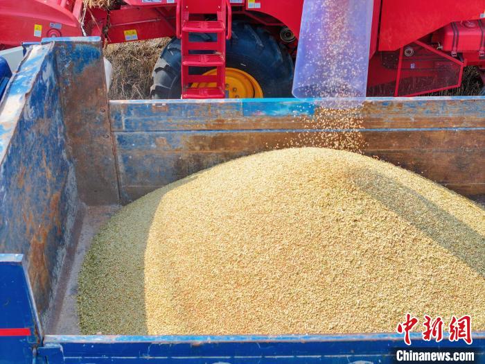 Henan realiza colheita de mais de 30 mil hectares de trigo
