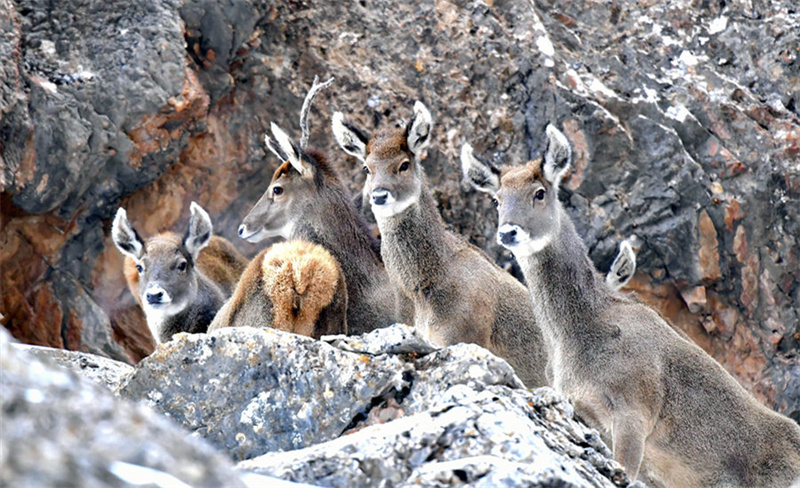 Espécies protegidas de fauna e flora na província de Qinghai registram recupera??o gradual