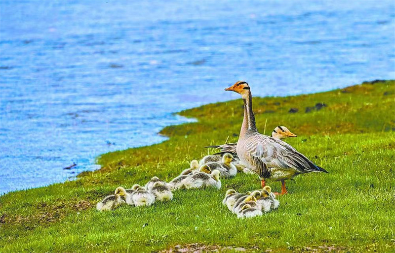 Espécies protegidas de fauna e flora na província de Qinghai registram recupera??o gradual