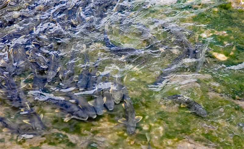 Espécies protegidas de fauna e flora na província de Qinghai registram recupera??o gradual