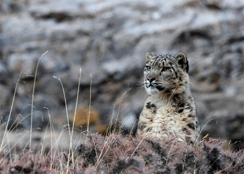 Espécies protegidas de fauna e flora na província de Qinghai registram recupera??o gradual