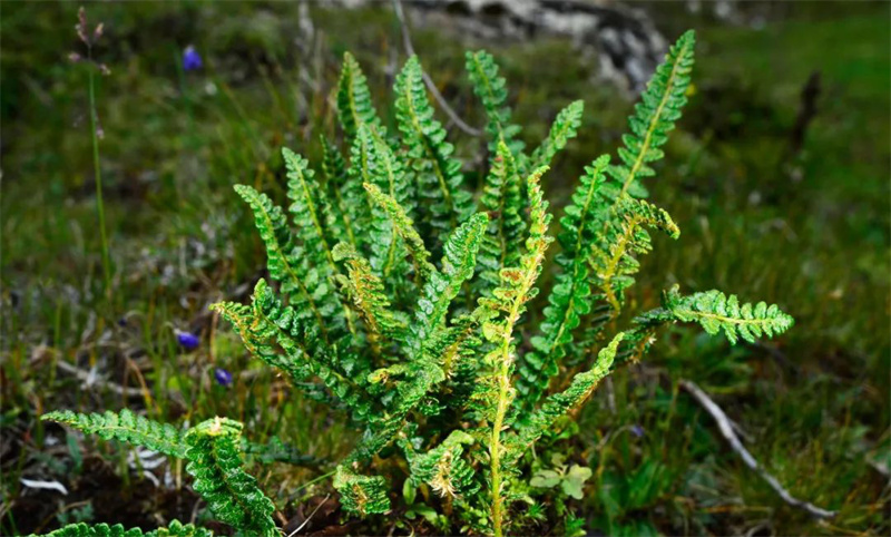 Espécies protegidas de fauna e flora na província de Qinghai registram recupera??o gradual