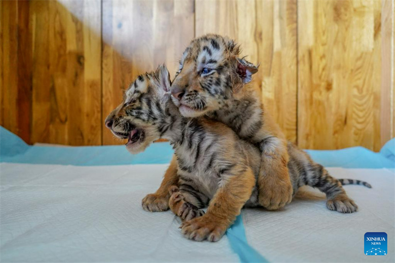 Filhotes de tigre siberiano em Harbin, nordeste da China