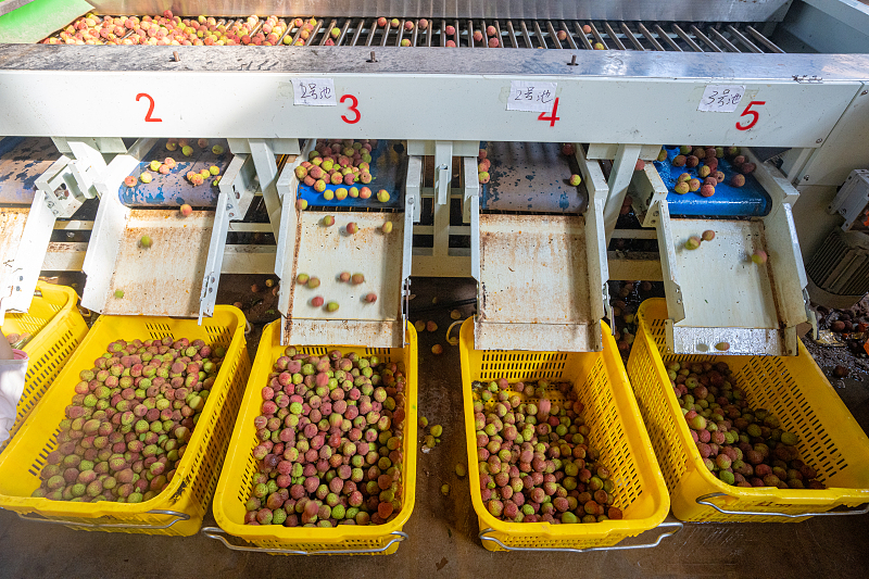 Hainan dá início à?temporada?de?lichia