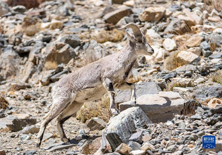 Regi?o do Monte Qomolangma testemunha melhoria do ambiente ecológico, dizem especialistas