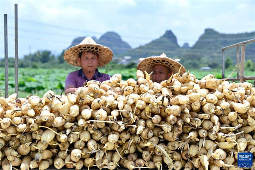 Agricultores realizam colheita de?raízes?de?lótus?no sul da China