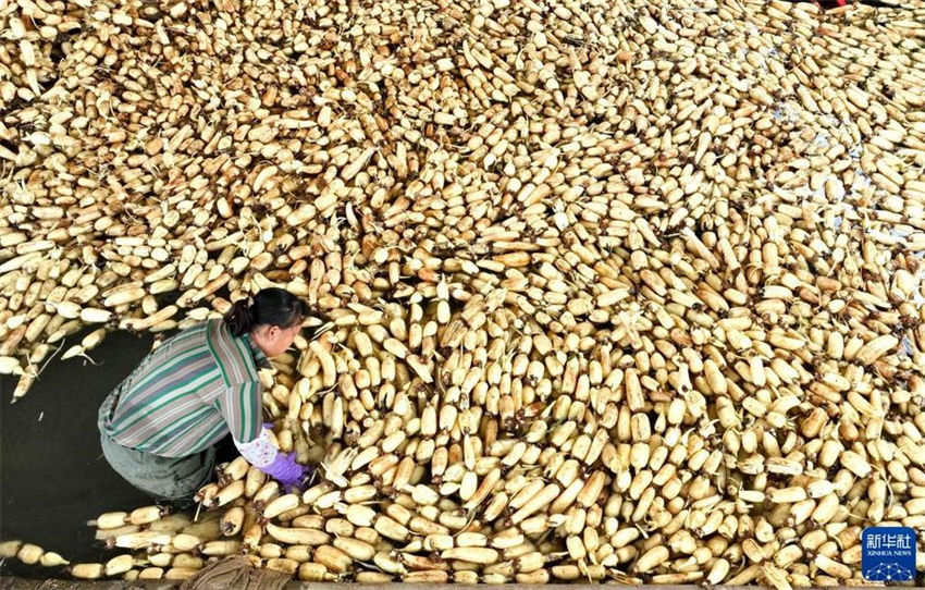 Agricultores realizam colheita de?raízes?de?lótus?no sul da China