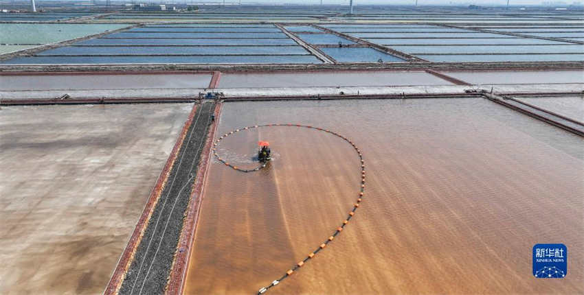 Colheita de ver?o é realizada em campo de sal no norte da China