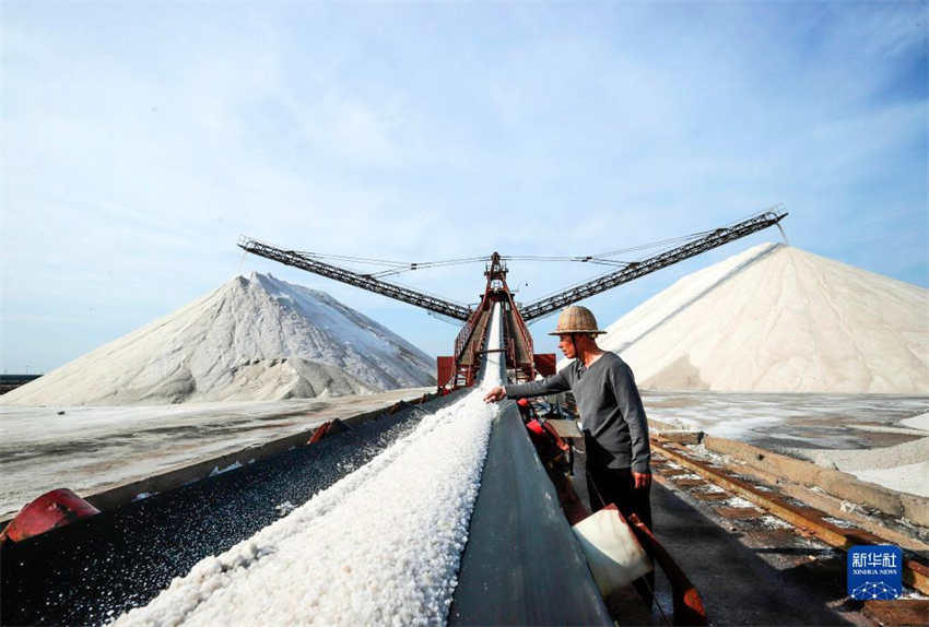 Colheita de ver?o é realizada em campo de sal no norte da China