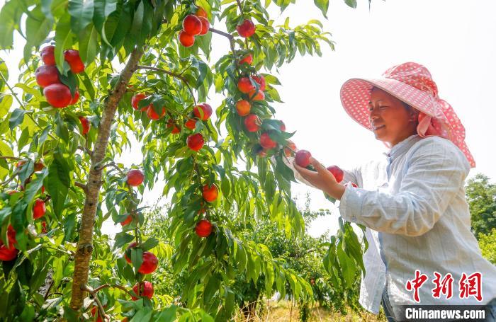 Província chinesa de Anhui inicia safra de nectarinas do início de ver?o
