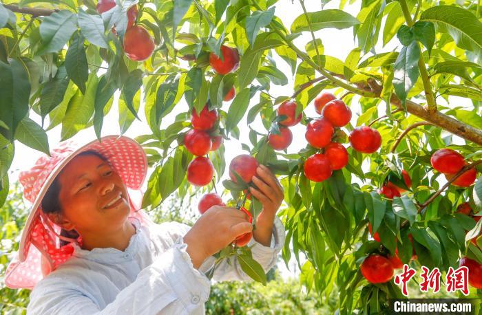 Província chinesa de Anhui inicia safra de nectarinas do início de ver?o