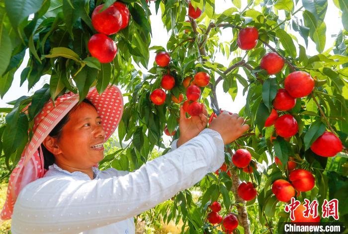 Província chinesa de Anhui inicia safra de nectarinas do início de ver?o