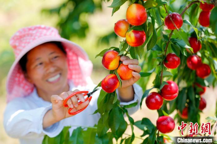 Província chinesa de Anhui inicia safra de nectarinas do início de ver?o