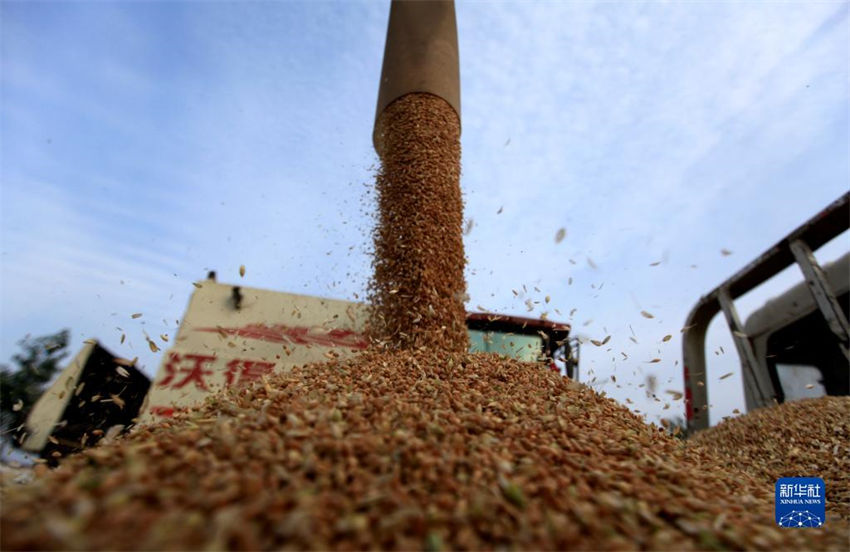 China: muitos lugares est?o ocupados com colheita de trigo