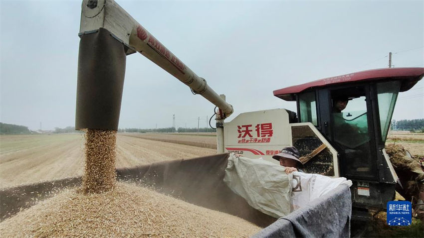 China: muitos lugares est?o ocupados com colheita de trigo