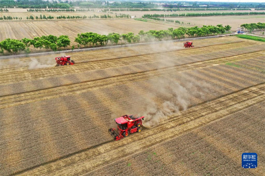 China: muitos lugares est?o ocupados com colheita de trigo