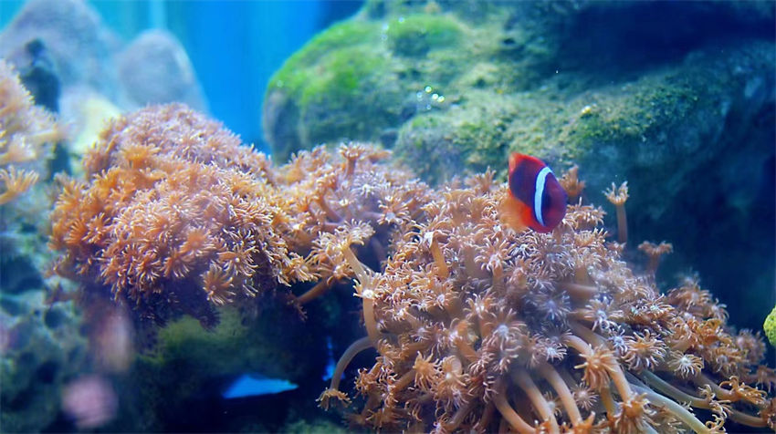 Dia Mundial dos Oceanos: recife de coral de Xuwen com classifica??o máxima de preserva??o ecológica