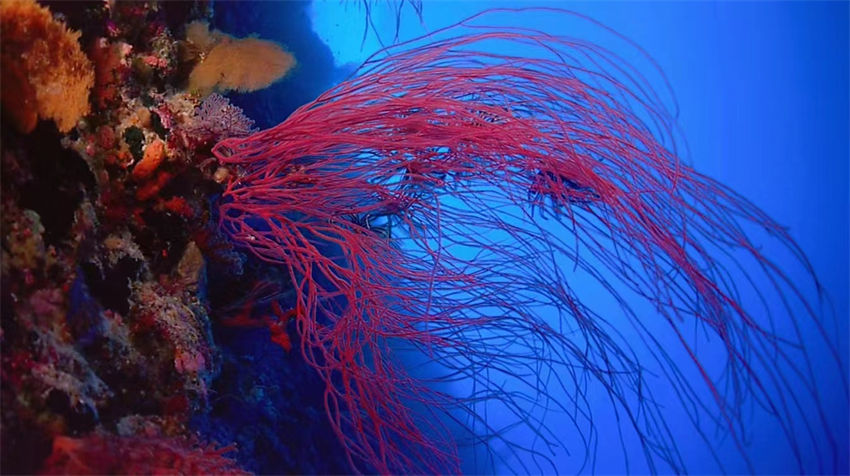 Dia Mundial dos Oceanos: recife de coral de Xuwen com classifica??o máxima de preserva??o ecológica