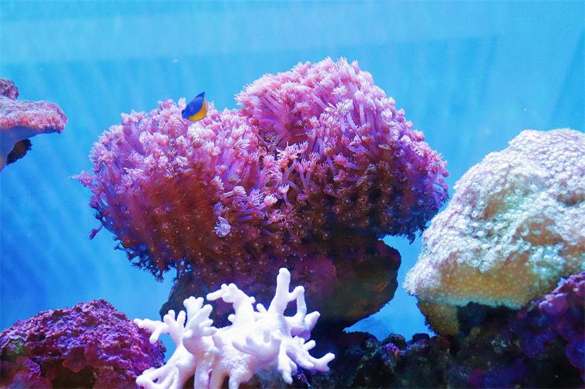 Dia Mundial dos Oceanos: recife de coral de Xuwen com classifica??o máxima de preserva??o ecológica