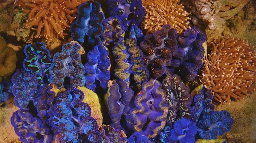 Dia Mundial dos Oceanos: recife de coral de Xuwen com classifica??o máxima de preserva??o ecológica