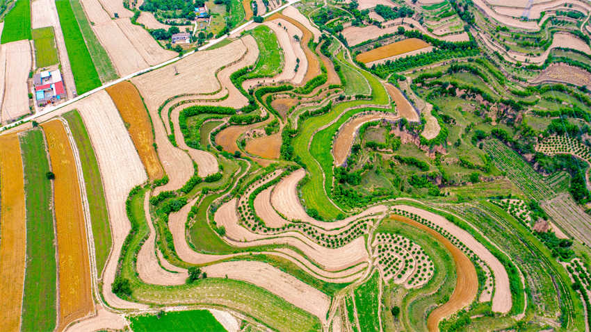 Galeria:?condado de Shanxi aposta na integra??o da agricultura com o paisagismo para atra??o de turistas