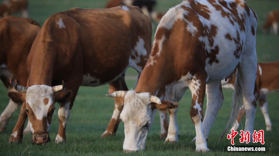Galeria: pastagens de Ar Horqin iniciam périodo de transumancia de ver?o, norte da China